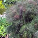 Fennel bronze-Foeniculum Purpureum 6