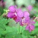 Geranium Macrorrhizum 1