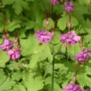 Geranium Macrorrhizum 2