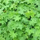 Geranium Macrorrhizum 3