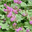 Geranium Macrorrhizum 4