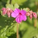 Geranium Macrorrhizum 6