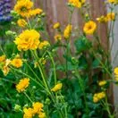 Geum Lady Stratheden 1