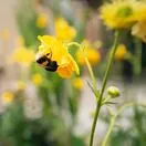 Geum Lady Stratheden 2