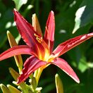 Hemerocallis Crimson Pirate 1