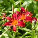 Hemerocallis Crimson Pirate 3