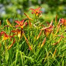 Hemerocallis Crimson Pirate 4