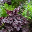 Heuchera Midnight Rose 1