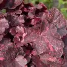 Heuchera Midnight Rose 2Heuchera Midnight Rose