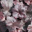 Heuchera Midnight Rose 3
