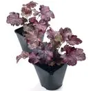 Heuchera Midnight Rose 4