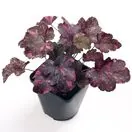 Heuchera Midnight Rose 5