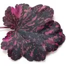 Heuchera Midnight Rose 6