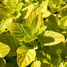 Marjoram gold- Origanum Aureum 1Marjoram gold- Origanum Aureum 1