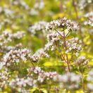 Marjoram gold- Origanum Aureum 2