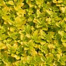 Marjoram gold- Origanum Aureum 3