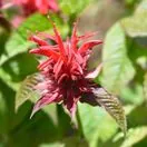 Monarda Cambridge Scarlet 1