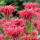 Monarda Cambridge Scarlet 3