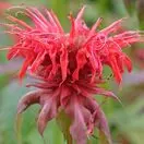 Monarda Cambridge Scarlet 4