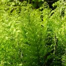 Osmunda Regalis Purpurascens 1