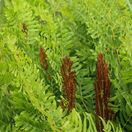 Osmunda Regalis Purpurascens 2