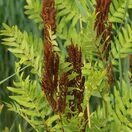 Osmunda Regalis Purpurascens 4