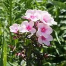 Phlox Bright Eyes 1