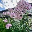 Phlox Bright Eyes 2
