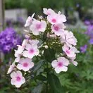 Phlox Bright Eyes 3