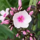 Phlox Bright Eyes 4