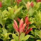 Pieris Mountain Fire 2