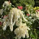 Pieris Mountain Fire 3