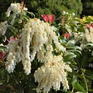 Pieris Mountain Fire 3