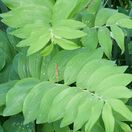 Polygonatum biflorum 1