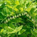 Polygonatum biflorum 2