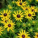 Rudbeckia Little Goldstar 1