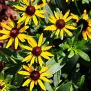 Rudbeckia Little Goldstar 3