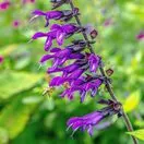Salvia Amistad 3