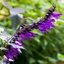 Salvia Amistad 8