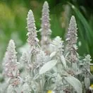 Stachys Silver Carpet 1