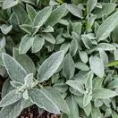 Stachys Silver Carpet 3