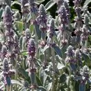 Stachys Silver Carpet 4