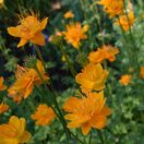 Trollius Golden Queen 1