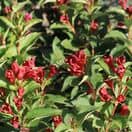 Weigela All Summer Red 1