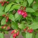 Weigela All Summer Red 2