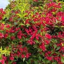 Weigela All Summer Red 3