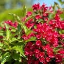 Weigela All Summer Red 4