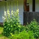 Alcea Charter's Yellow 1