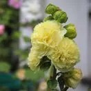 Alcea Charter's Yellow 2