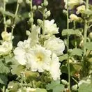 Alcea Charter's Yellow 4